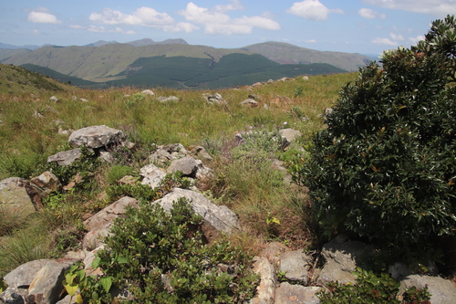Image of Searsia tumulicola by (c) Tony Rebelo, some rights reserved (CC BY-SA)