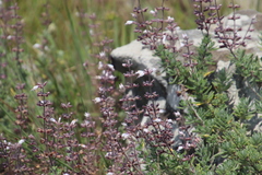 Syncolostemon albiflorus