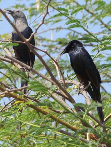 Somali Starling