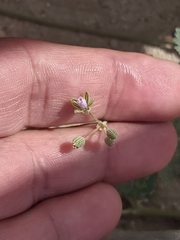 Erodium ciconium