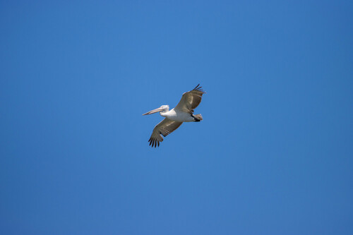 Dalmatian Pelican