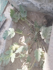 Erodium ciconium