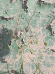 Erodium ciconium
