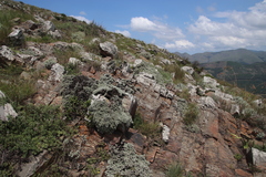 Helichrysum galpinii