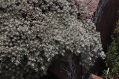 Helichrysum galpinii