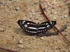 Phaedyma columella singa