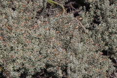 Helichrysum reflexum