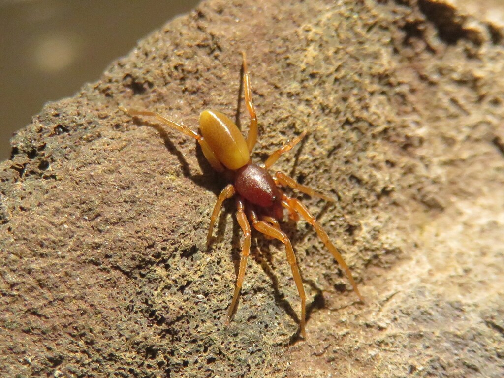 Dysdera calderensis