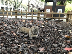 Callosciurus erythraeus