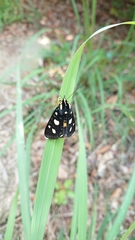 Mimeusemia vilemani