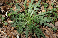 Cirsium carolinianum