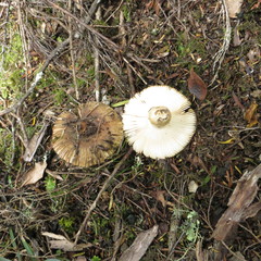Russula acrolamellata