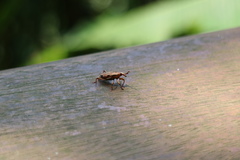 Sphenocorynes kosempoensis