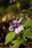 Pansies and Violets - Photo (c) Сергей, some rights reserved (CC BY-NC), uploaded by Сергей