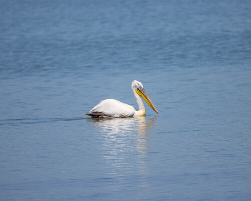 Dalmatian Pelican