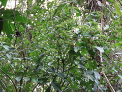 Polyscias diversifolia