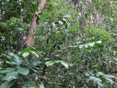 Polyscias diversifolia