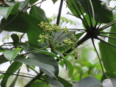 Polyscias diversifolia