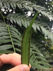 Angiopteris palmiformis