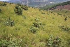 Protea gaguedi