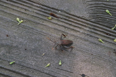 Pseudomictis obtusispinus