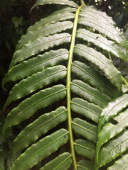 Angiopteris palmiformis