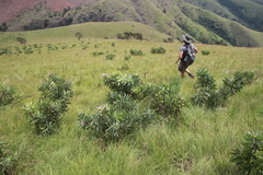 Protea gaguedi
