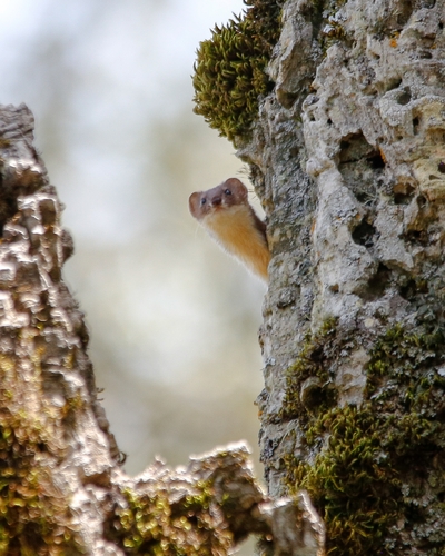 Least Weasel