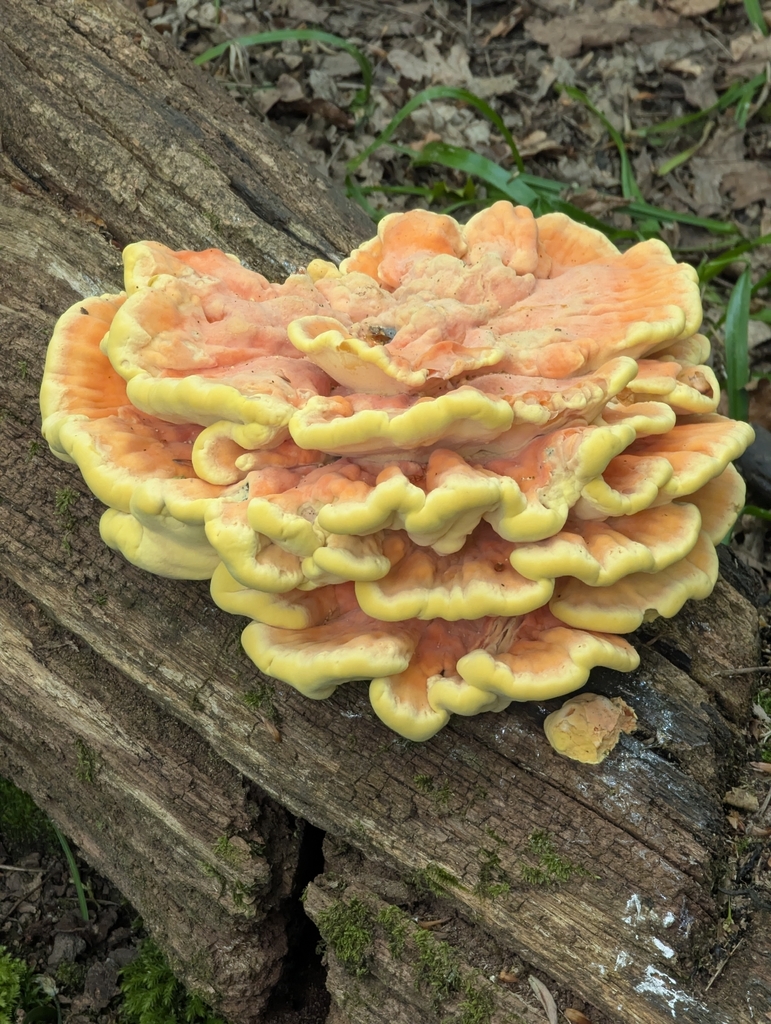 Laetiporus sulphureus · April 2026 · photo: © ohwhen (iNaturalist, cc-by)