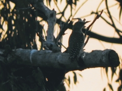 Melanerpes aurifrons