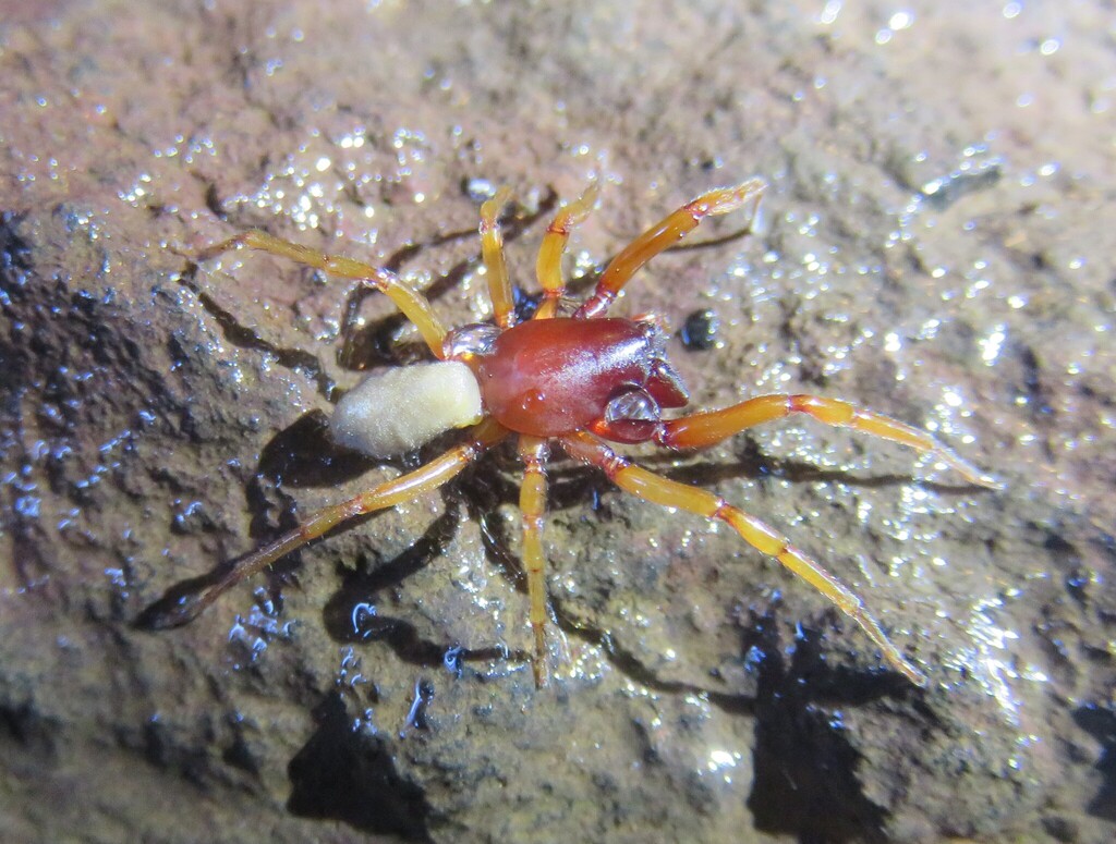 Dysdera chioensis