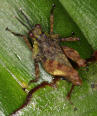 Metrodorinae