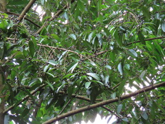 Calophyllum soulattri