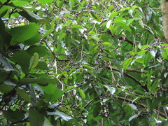 Calophyllum soulattri