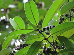 Calophyllum soulattri