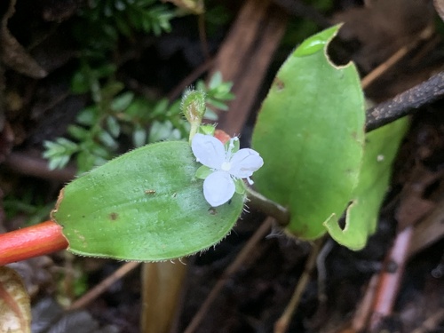 Callisia gracilis