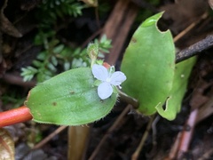 Callisia gracilis