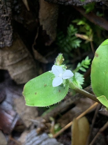 Callisia gracilis, photograph 1