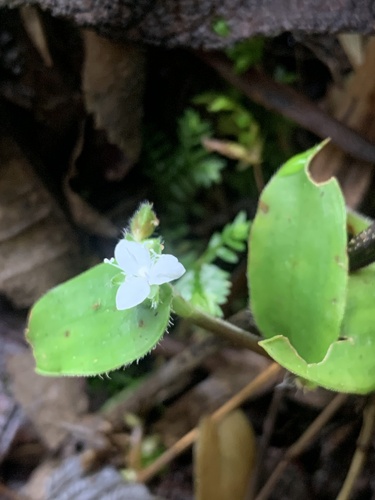 Callisia gracilis, photograph 2