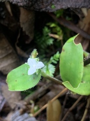 Callisia gracilis, photograph (c) Jonatan Castro Hernández, some rights reserved (CC BY)