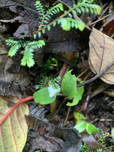 Callisia gracilis, photograph 3