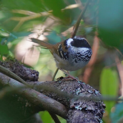White-bibbed Antbird (Myrmoderus loricatus), photo 5