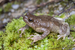 Metaphrynella pollicaris