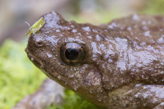 Metaphrynella pollicaris