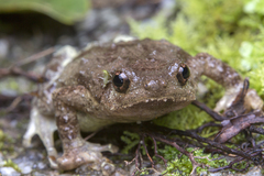 Metaphrynella pollicaris