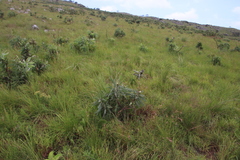 Protea gaguedi