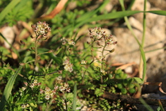 Hornungia petraea