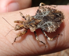 Neocentrocnemis stali