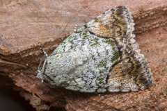 Blenina quinaria