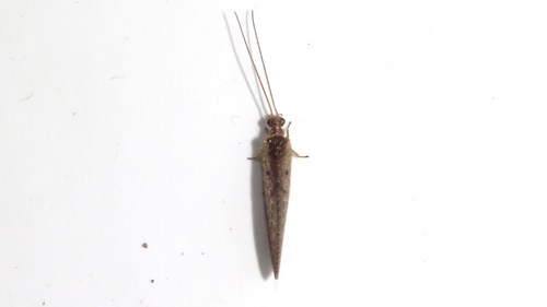 Brown pine lacewing photo 4